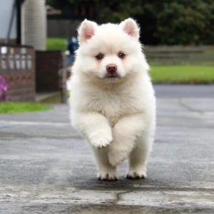 Cute DOGS CHASES CAR