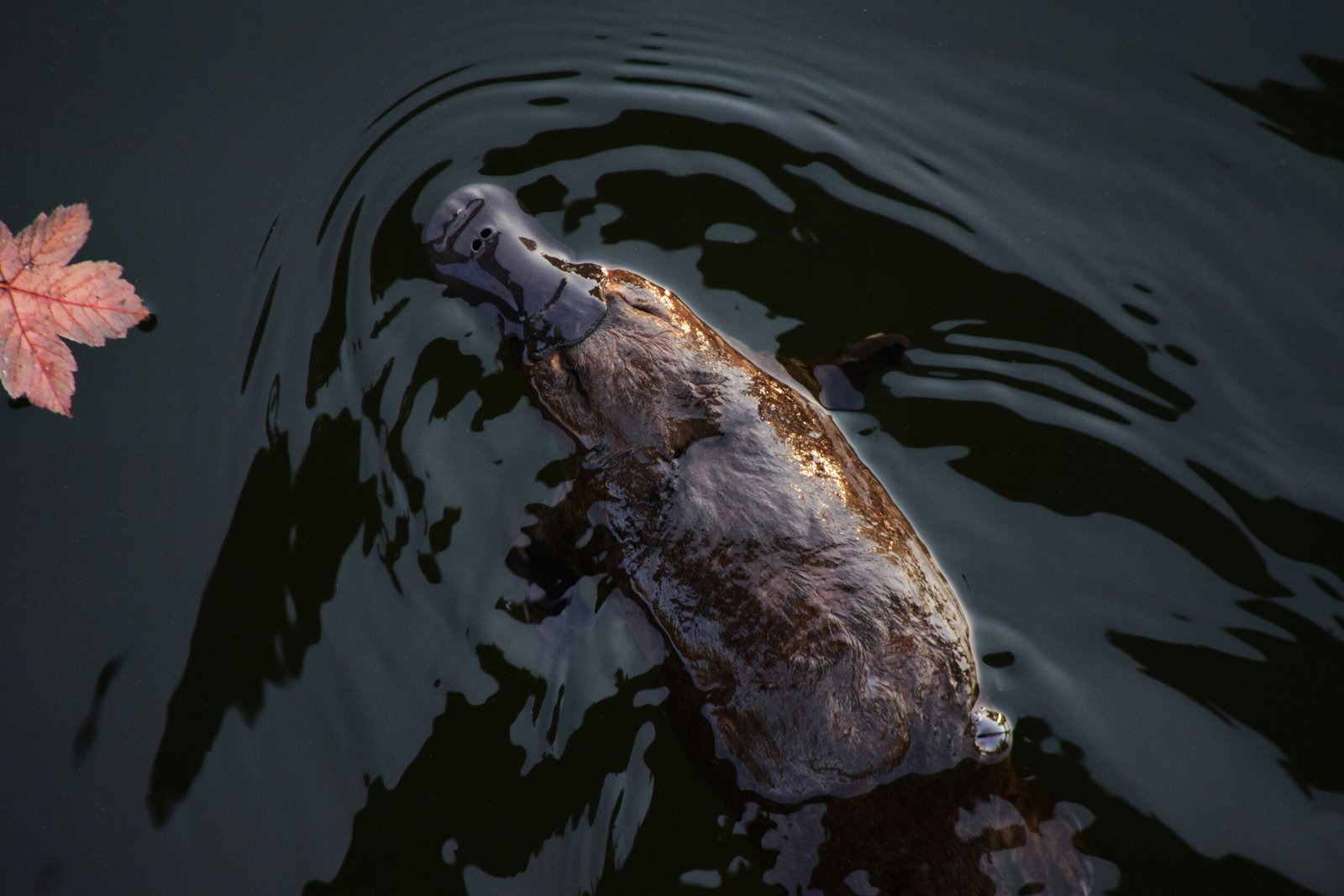 white and brown duck on water