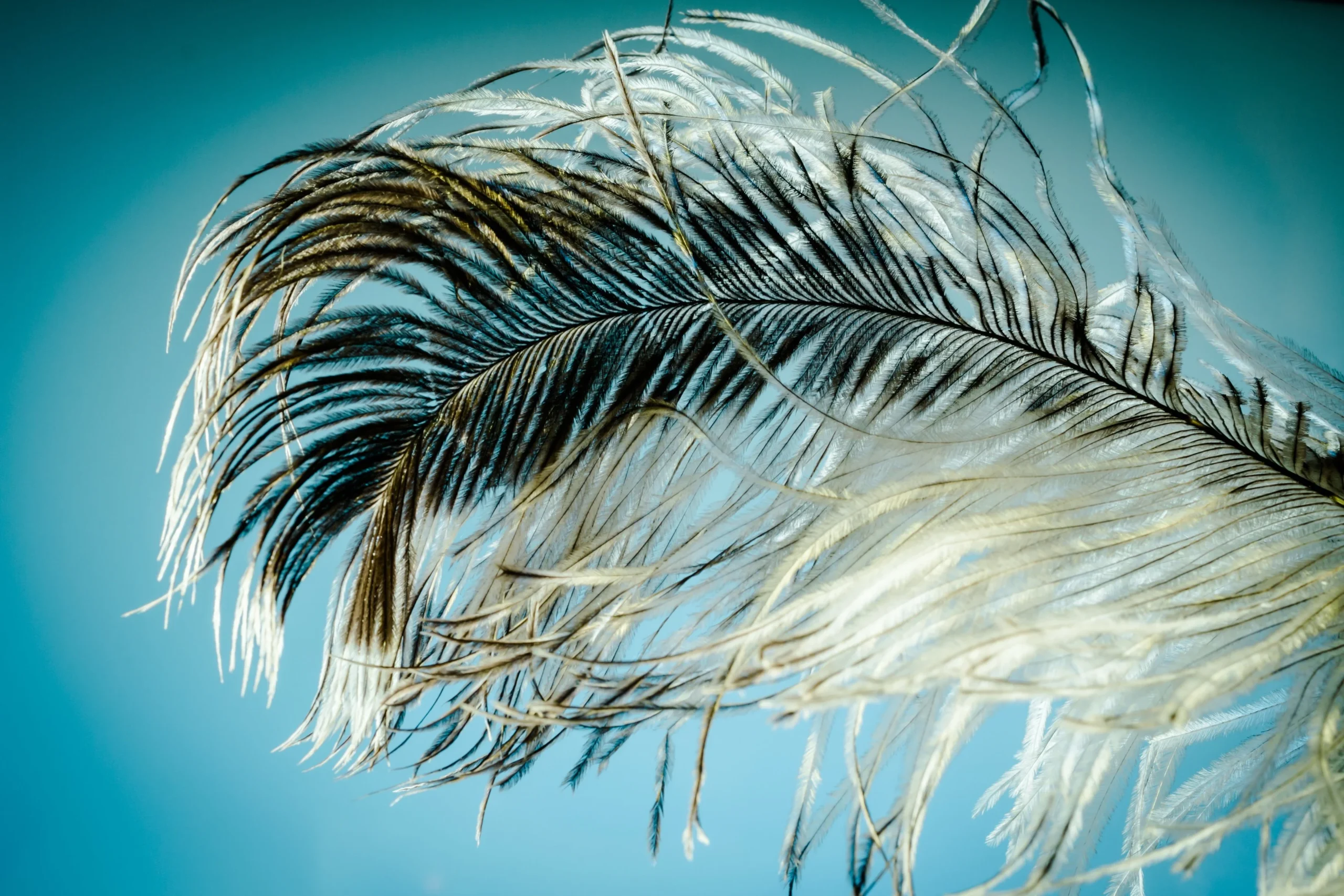 a feather on a blue background