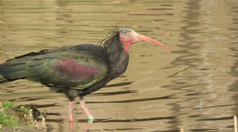 Northern bald ibis