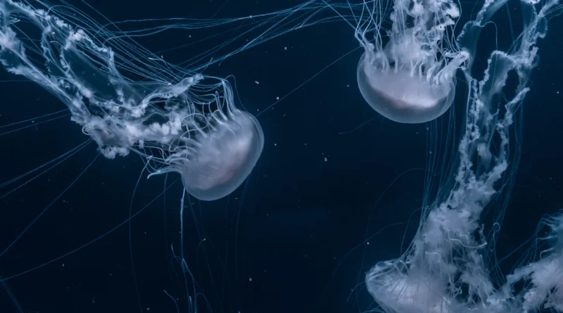 Comb Jellies